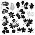 Big set of leaf silhouettes. Isolated figures on a white background.